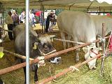 FieraBestiane (24)